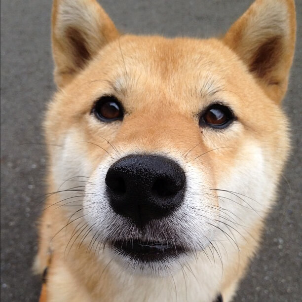 史上“最硬核”防守:他连续多场封堵对手得分线,成为比赛中的“黑暗骑士”!