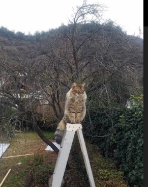 史上“最精彩”的团队协作，战术大师的完美展示！，团队战sl