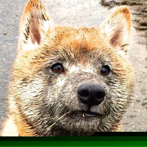 葡萄牙女足在预选赛中表现不佳，未能晋级巴黎，2021葡萄牙足球