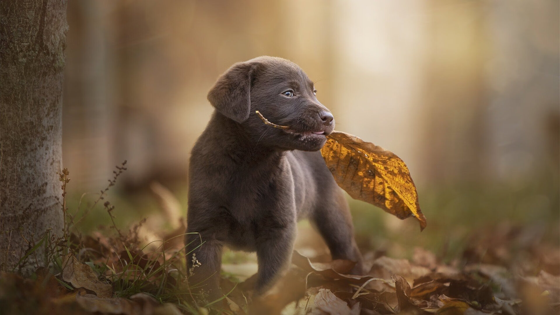 葡萄牙女足在预选赛中被淘汰,葡萄牙足协