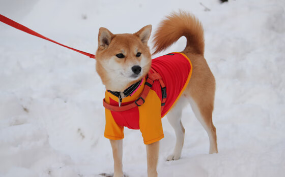 保利斯塔球员士气高涨，保利斯塔嘉宝果介绍