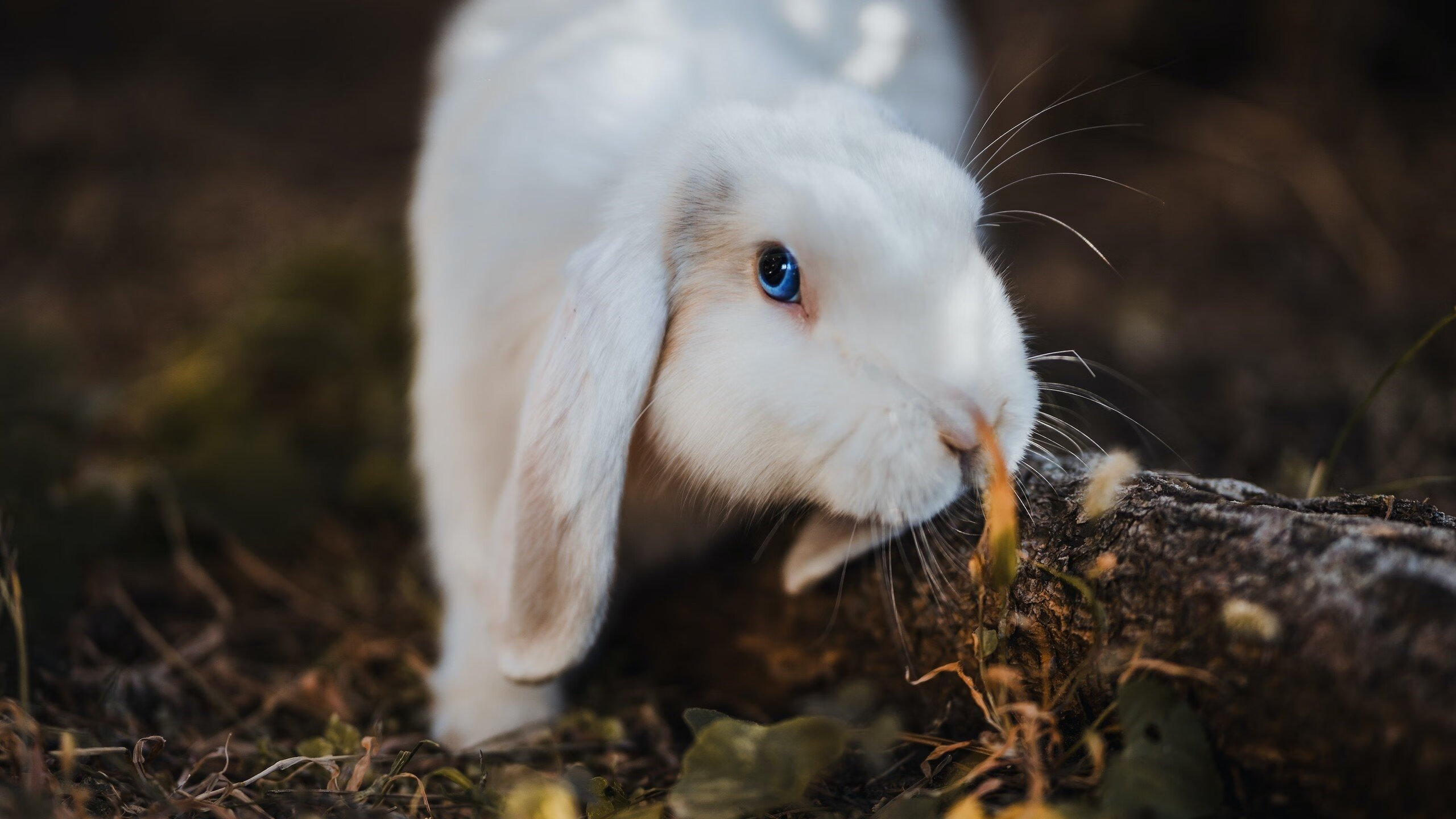 塞尔维亚联赛裁判判罚备受关注，塞尔维亚杯ds