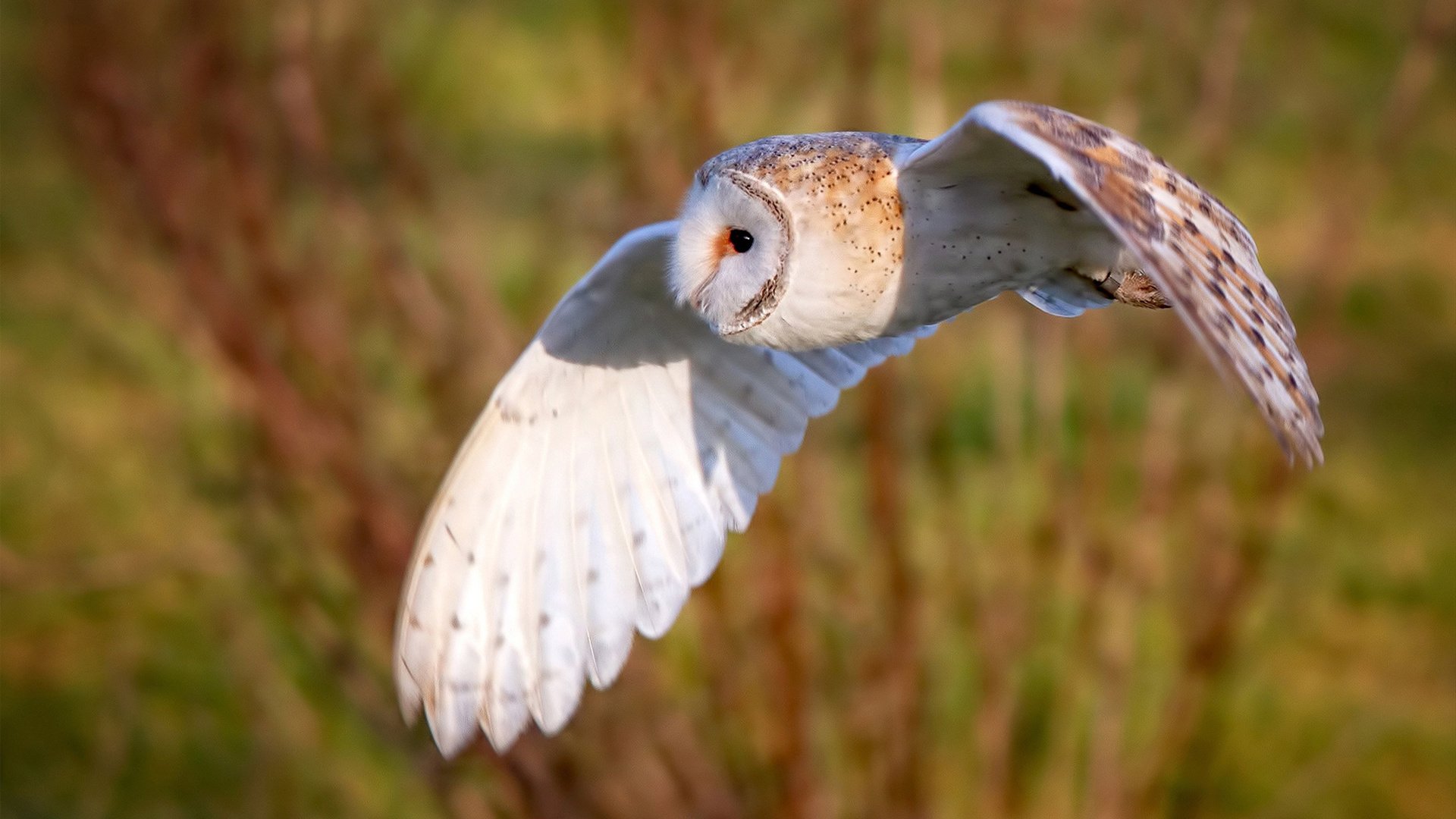 热议橄榄球国际赛观众席满员，橄榄球大赛