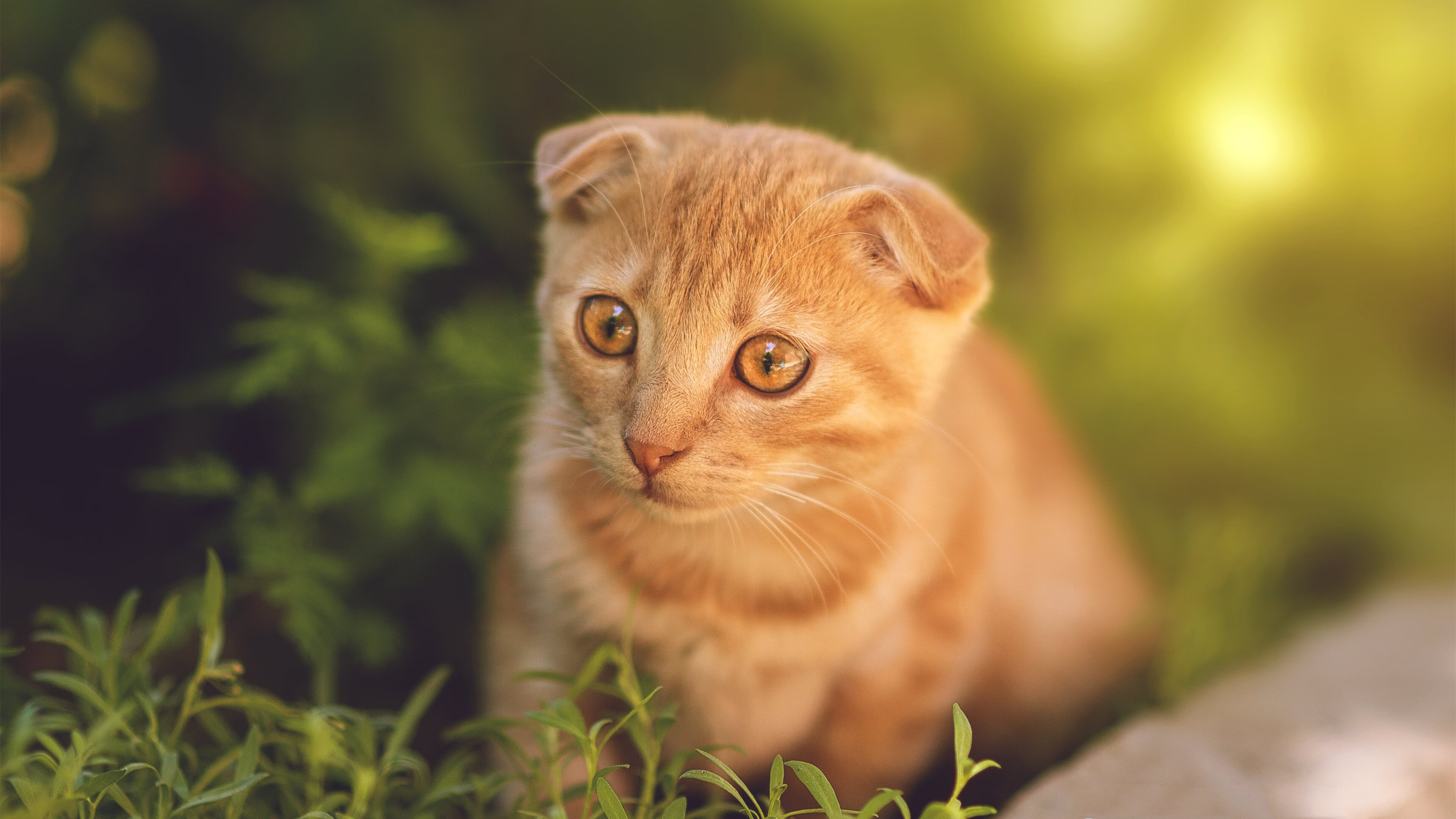 韩国星际争霸赛事市场份额扩大，2020韩国星际争霸1比赛视频大全