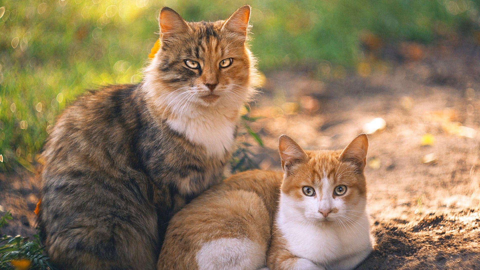 体育赛事保险服务体系设计与风险评估模型，体育赛事的风险管理