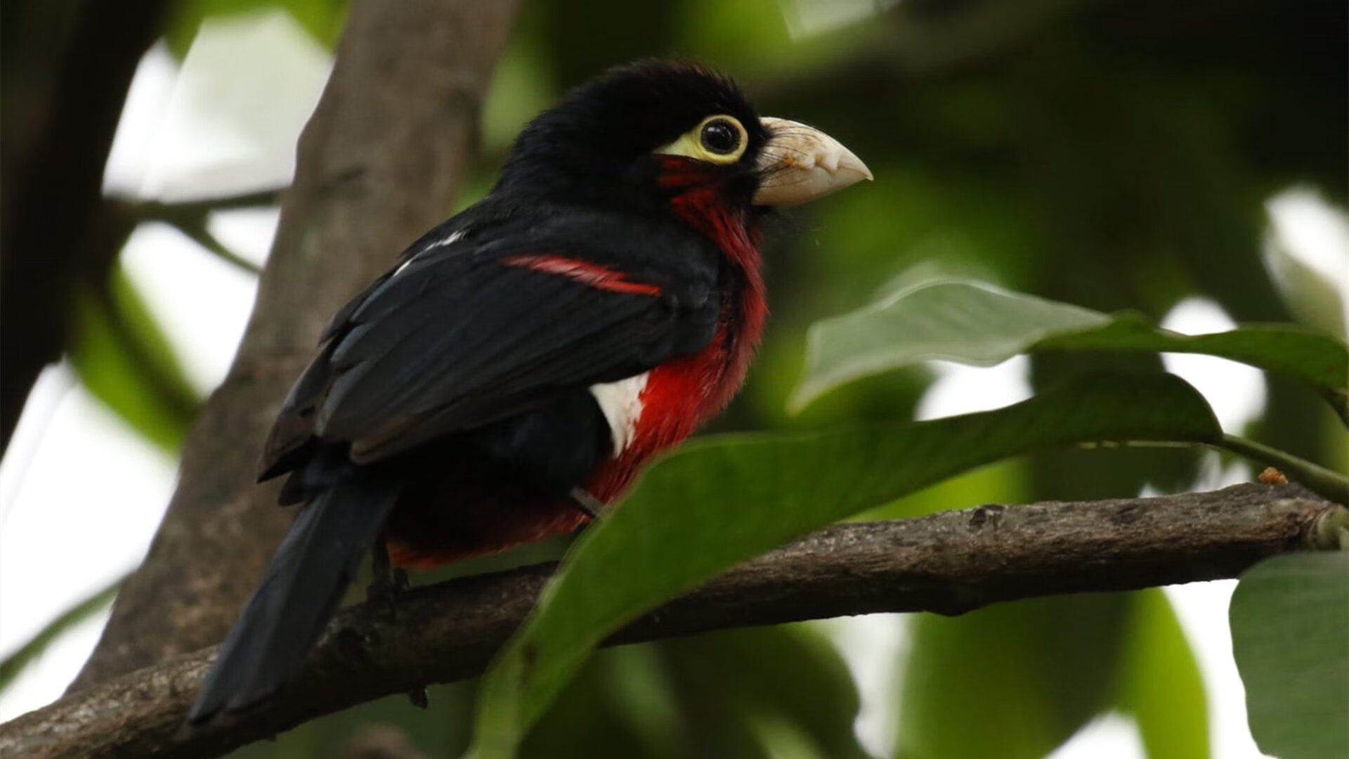 快速转移球如何制造外线空位机会