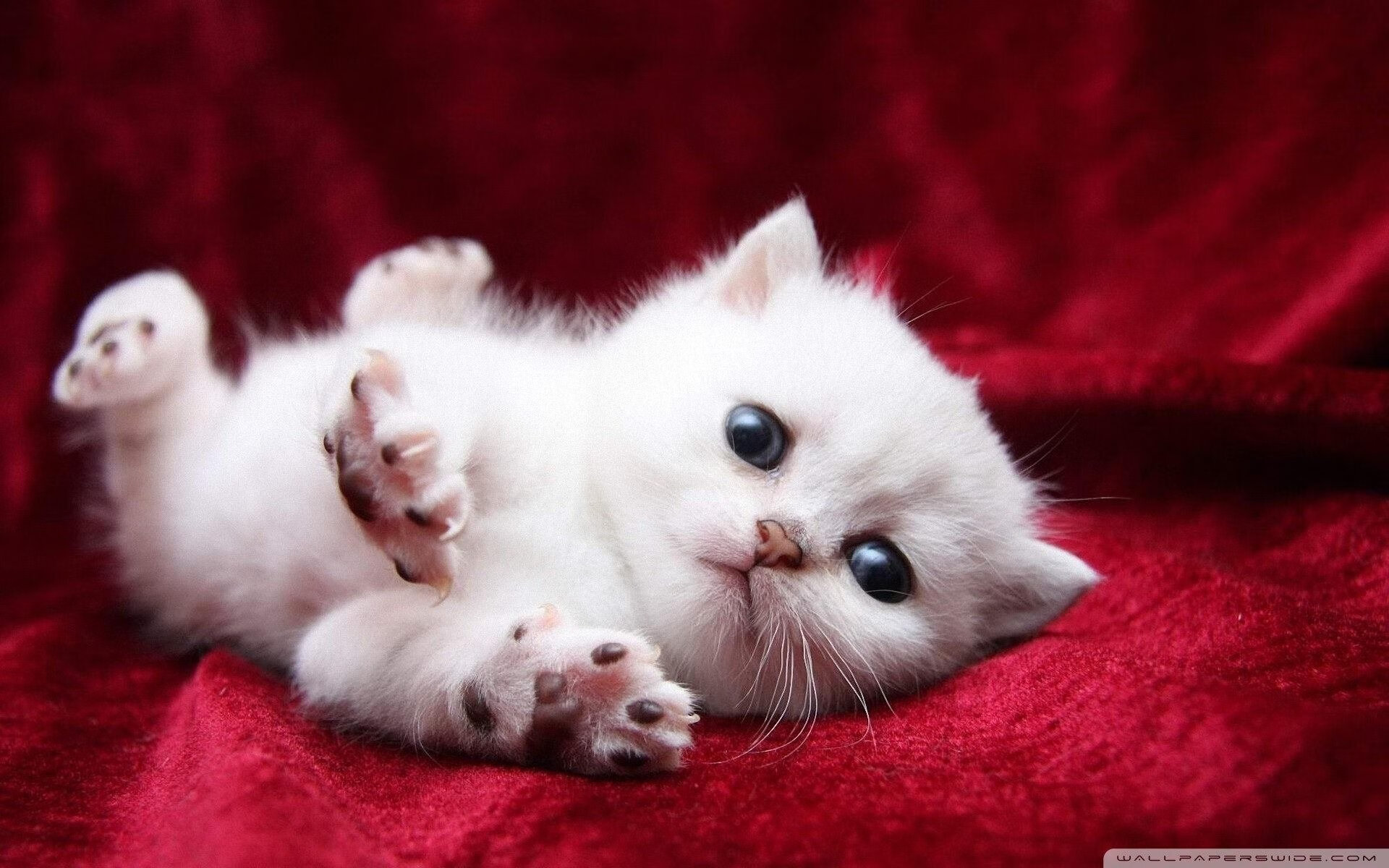 足球俱乐部建设标准发布 加强青训基地建设，足球俱乐部青训招生