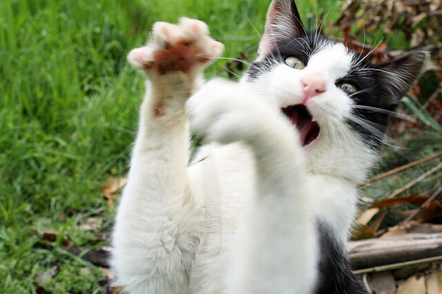 拜仁慕尼黑继续领跑德甲，争冠形势明朗