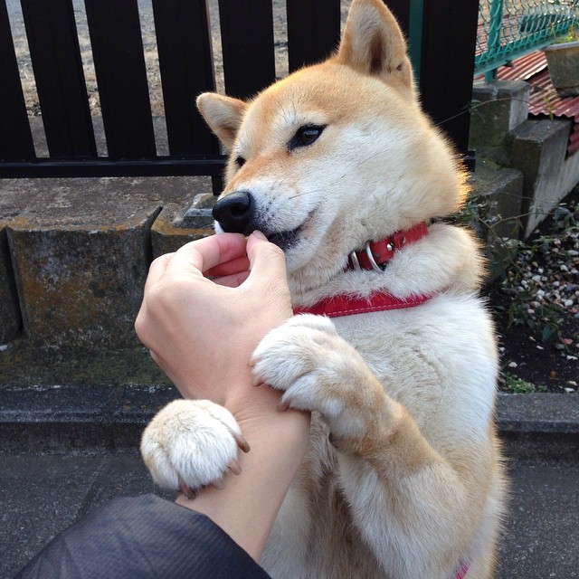 林丹线上讲座吸引上千学生在线观看,播放林丹的比赛视频